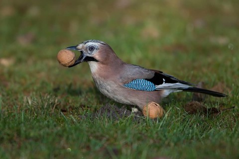 Eurasian Jay (Garrulus glandarius) with walnut in beak, Saxony, Germany