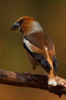 Hawfinch (Coccothraustes coccothraustes) male, Utrecht, Netherlands