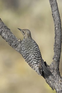 Williamson's Sapsucker (Sphyrapicus thyroideus) female, Oregon, USA