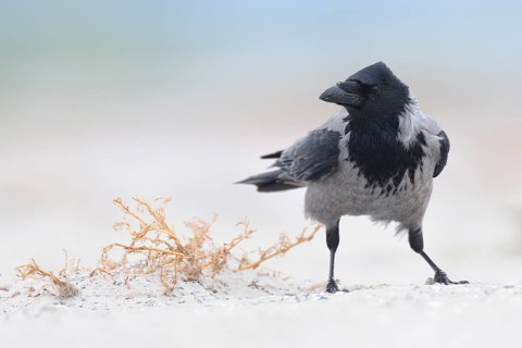 Hooded Crow (Corvus cornix), Mecklenburg-Western Pomerania, Germany