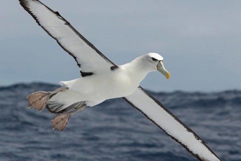 Shy Albatross (Thalassarche cauta) flying, Victoria, Australia