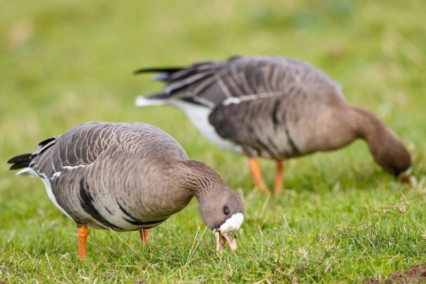 Greater White-fronted Goose (Anser albifrons) foraging, North Rhine-Westphalia, Germany
