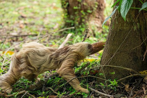Two toed sloth (Choloepus didactylus) rarely walking and crawling on the ground, heading to a tree.