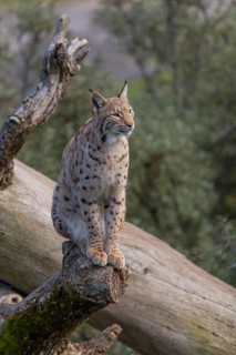 One Eurasian lynx, (Lynx lynx), sitting on a dead tree. Frontal view with green vegetation in the