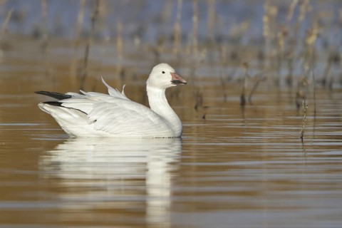 Snow Goose (Anser caerulescens), New Mexico, USA