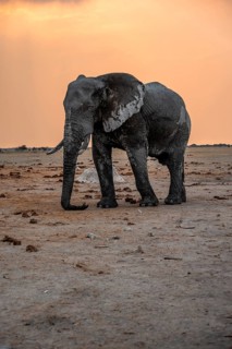 African elephant (Loxodonta africana), elephant at sunset, Nxai Pan National Park, Botswana