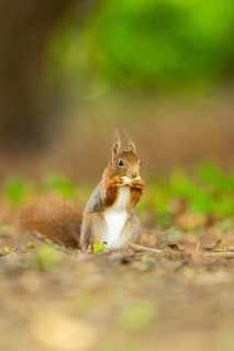Red squirrel (Sciurus vulgaris) in a forest, Bavaria, Gernany