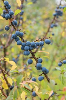 Blackthorn (Prunus spinosa PRIMOSA), Bundessorteamt, testing centre Wurz, Germany