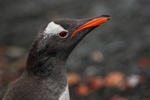 Gentoo Penguin (Pygoscelis papua), Antarctica