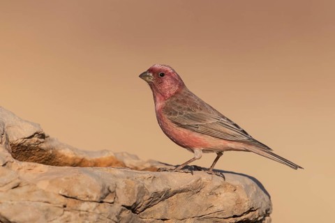 Sinai Rosefinch (Carpodacus synoicus) male perched on a rock, Eilat, Israel
