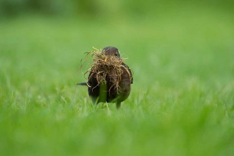European blackbird (Turdus merula) adult female bird collecting nesting material from a garden