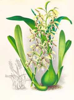 Orchid, Epidendrum prismatocarpum, authentic reproduction of an illustration by Jean Jules Linden