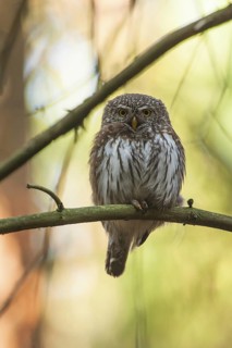 Eurasian Pygmy Owl (Glaucidium passerinum) female, Bavaria, Germany