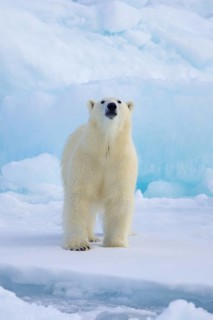 Lone polar bear (Ursus maritimus) hunting on pack ice, picking up scent of prey in the Arctic Ocean