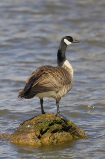 Canada Goose Branta canadensis Klamath Falls, Oregon, United States 9 May Adult Anatidae
