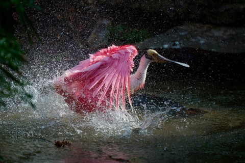 Roseate spoonbill in action, wings and water in dynamic splash play, roseate spoonbill (Ajaja