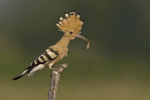 Wiedehopf (Upupa epops) Hoopoe