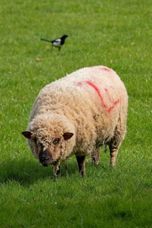 Magpie and sheep on pasture, Shottery, Stratford-upon-Avon, Warwickshire, England, Great Britain