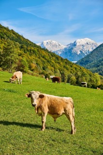 Cattle (Bos taurus) on a meadow with the mountains in the background, autumn, Bavaria, Germany