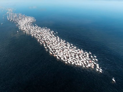 Greater Flamingos (Phoenicopterus ruber) at the Walvis Bay lagoon. Aerial view. Drone shot. Walvis