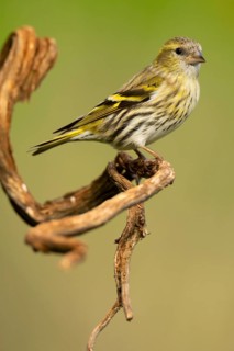 A European siskin, Spinus spinus, elegantly perches on a naturally twisted branch against a soft
