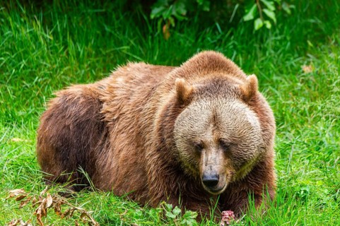 Eurasian brown bear (Ursus arctos arctos) lying on a meadow, Bavarian Forest, Bavaria, Germany
