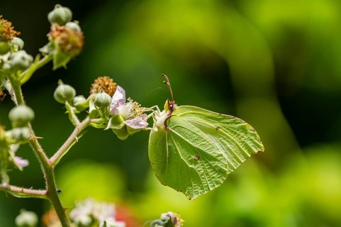 Common brimstone (Gonepteryx rhamni) butterfly on a flower eating nectar, Upper Palatinate,