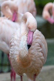 Pink flamingo (Phoenicopterus roseus), captive, preens itself, Schönbrunn Zoo, Vienna, Austria