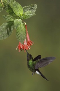 Tourmaline Sunangel (Heliangelus exortis), Ecuador
