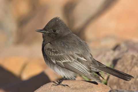 Black Phoebe (Sayornis nigricans), Arizona, USA