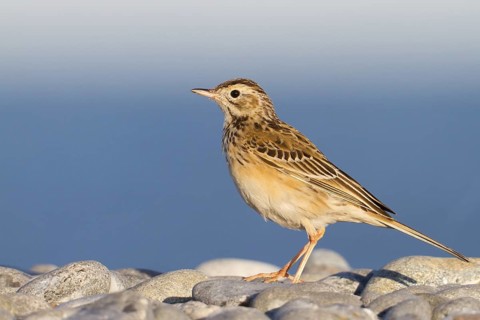 Richard's Pipit (Anthus richardi), Schleswig-Holstein, Germany