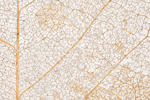 A macro photograph of a magnolia leaf, decayed and trapped in ice, showcasing intricate vein