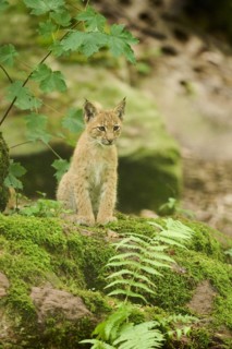 Eurasian lynx (Lynx lynx) youngster sitting in a forest, Bavaria, Germany