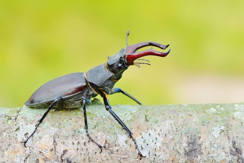 Stag beetle (Lucanus cervus), male, North Rhine-Westphalia, Germany