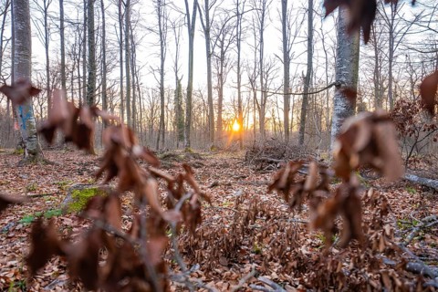The sun sets behind trees, blurred leaves in the foreground add depth, forest pasture compensation