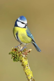 Blue tit (Parus caeruleus), sitting on a branch covered with moss, Wilnsdorf, North