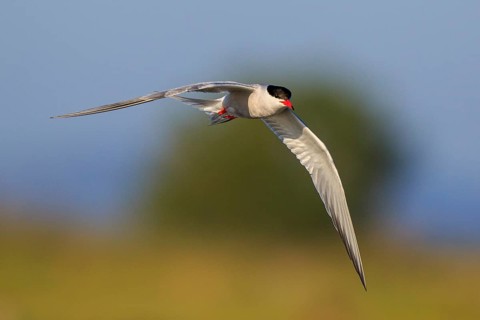 Common Tern (Sterna hirundo) flying, Greece