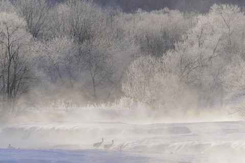 Red-crowned Crane (Grus japonensis), Hokkaido, Japan