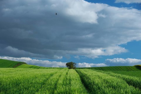 A lush green field stretches towards the horizon under a dramatic cloudy sky. A single tree stands
