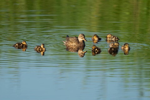 Mallard (Anas platyrhynchos) female and young birds swimming on a lake, blue water, Lower Saxony,