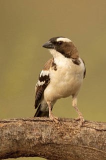 White-browed Sparrow-Weaver (Plocepasser mahali), Samburu, Kenya