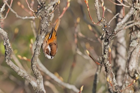 White-browed Fulvetta (Fulvetta vinipectus) perched on a branch, West Bengal, India