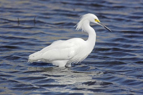 Great Egret (Egretta thula) in deep water in Myakka River State Park, Florida, USA