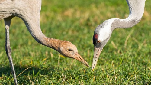 Common Crane (Grus grus) foraging with juvenile, Mecklenburg-Western Pomerania, Germany