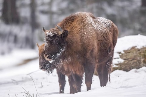 European bison (Bison bonasus) or Wisent standing on a meadow next to the forest in winter, snow,