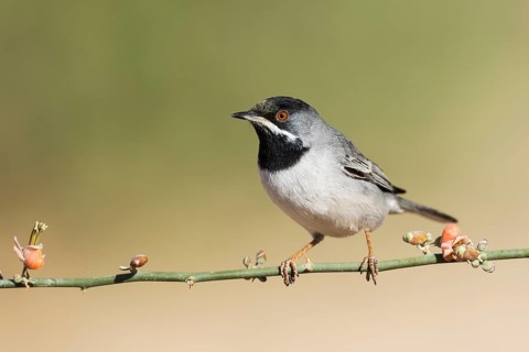 Rüppell's Warbler (Sylvia ruppeli) male, Eilat, Israel