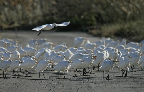Western Cattle Egret (Bubulcus ibis) group, Spain