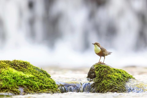 White-throated Dipper, (Cinclus cinclus), foraging at a mountain stream, animals, birds,
