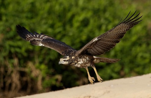 Great Black Hawk (Buteogallus urubitinga) taking flight, Mato Grosso, Brazil