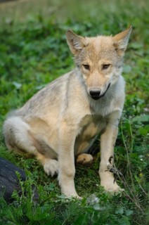 A young wolf sits vigilantly in the grass, surrounded by plants, Timberwolf (Canis lupus lycaon),